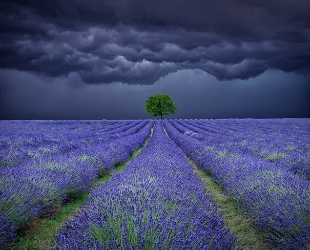 Lavendelgarten mit einzigartigem Naturblick und Wolkenharmonie herunterladen