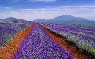 Taman Lavender Dengan Pemandangan HD kertas dinding