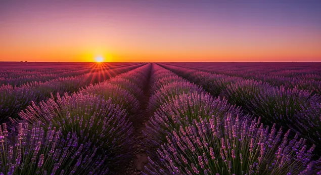 黎明时的薰衣草地平线 8K 壁纸