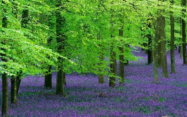 Lavendel in den Bäumen HD Hintergrundbild