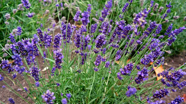 Lavendel ist eine blühende Pflanze aus der Familie der Lippenblütler, die leicht an ihrem süßen blumigen Duft zu erkennen ist 4K Hintergrundbild