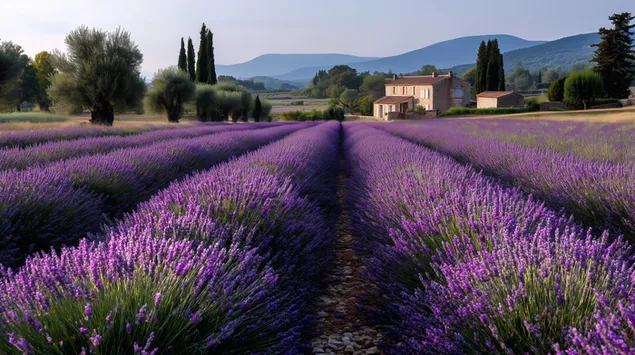 lavendelrijen die leiden naar een stenen boerderij in een berglandschap download