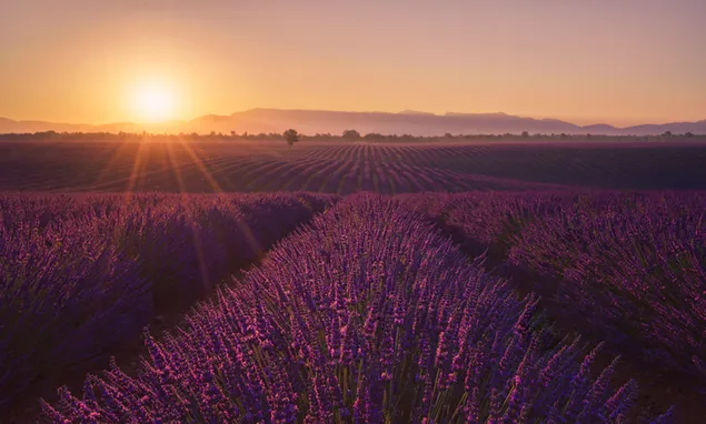 Lavendel -Sonnenaufgang herunterladen