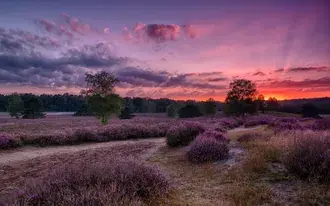 lavande al tramonto scarica
