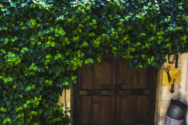 levelek es ajto letoltes