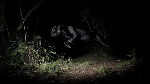 springender schwarzer panther in dunkler waldnacht herunterladen