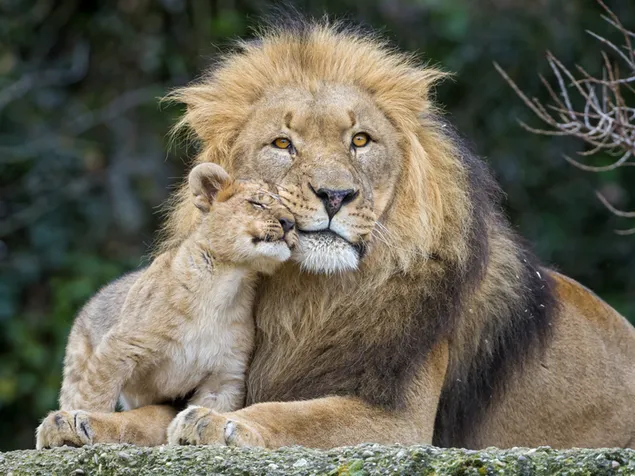 Leeuw met zijn Cub download