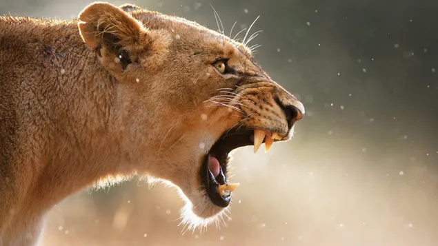 Leeuwin brullend gefotografeerd tegen een onscherpe achtergrond
