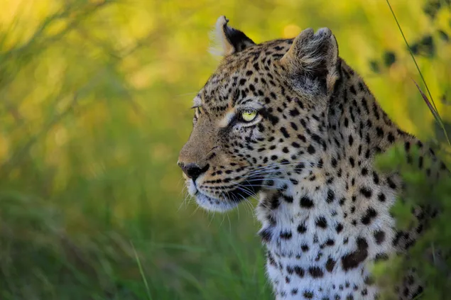 Leopardo Fazendo Alvo 4K papel de parede
