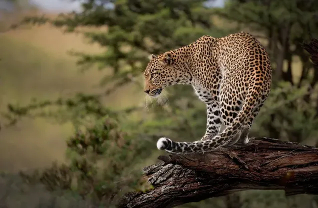 豹子站在木頭上，樹圖模糊 HD 壁紙