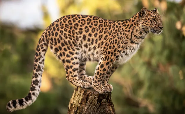 Leopardo - vida silvestre 4K fondo de pantalla