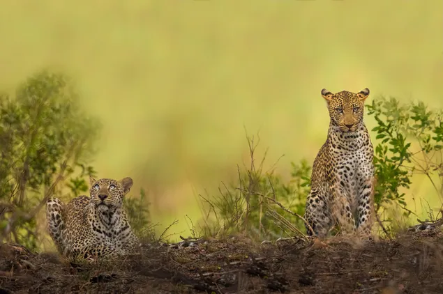 Leopardi davanti alle piante in sfondo sfocato 2K sfondo