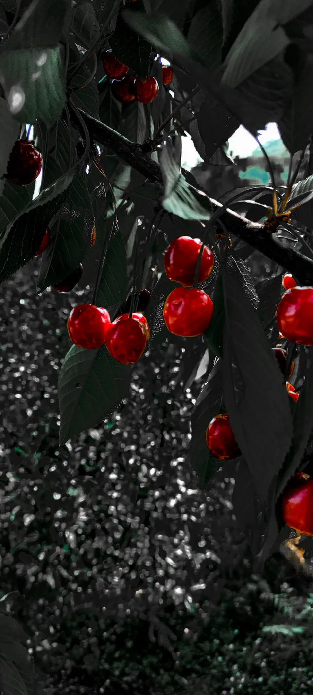 Jom hargai Alam 2K kertas dinding