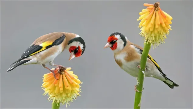 Leuke kleurrijke vogels op geeloranje bloemen voor onscherpe achtergrond
