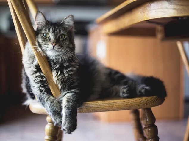 Leuke look van een schattige grijze gestreepte kat die gelukkig op een houten stoel in de kamer in huis zit
