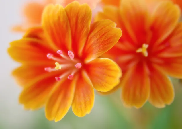 Lewisia-Blumen aus nächster Nähe 4K Hintergrundbild