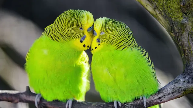 Lichtgroene parkiet papegaaivogels staan ​​op boomtak