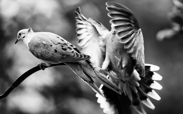 Liefde vogels van de twijgen