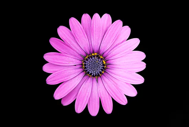Lila Margarita-Blume aus nächster Nähe herunterladen