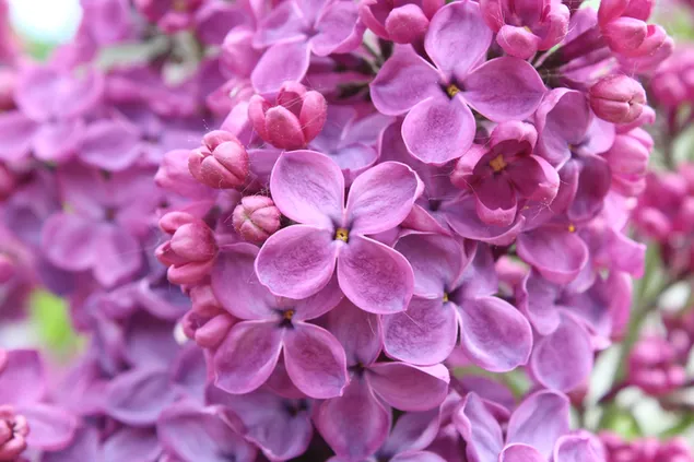 Lilac flowers bush