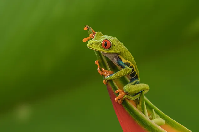 Linda rana verde con ojos rojos sosteniendo una rama con manos naranjas sobre un fondo verde borroso