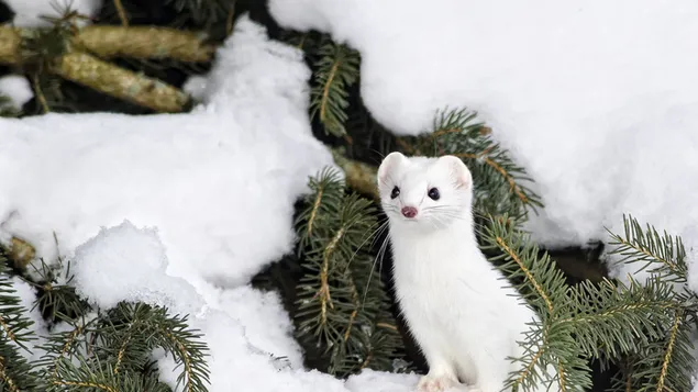 Lindo animal de nieve con piel de color blanco sobre hojas de pino cubiertas de nieve descargar