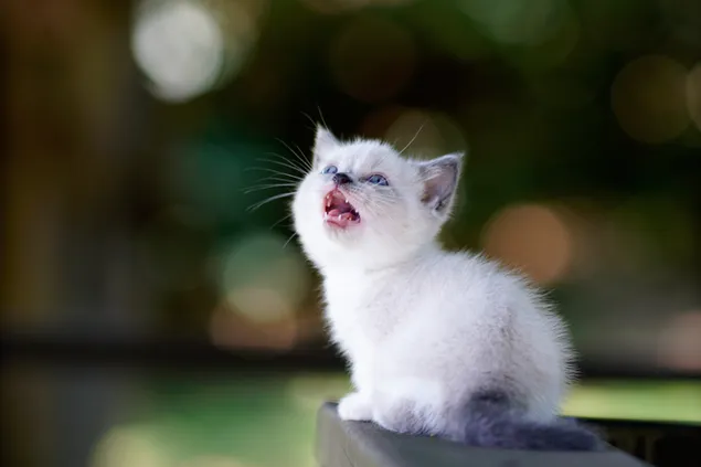 Lindo bebé gato blanco