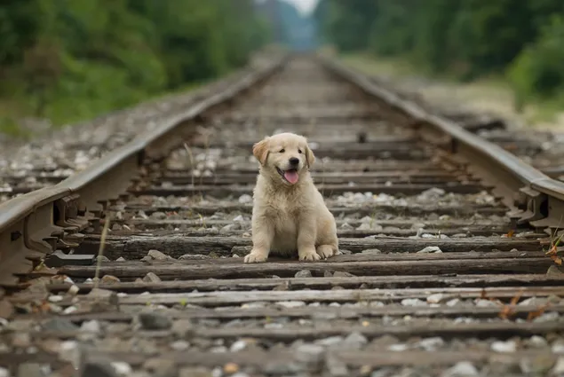 Lindo cachorro dorado en la vía del tren