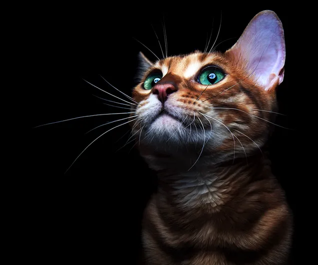 Lindo gatito con ojos verdes