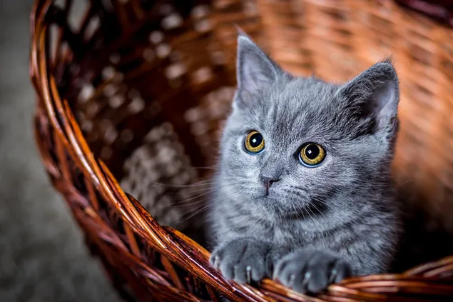 Lindo gatito gris en una canasta