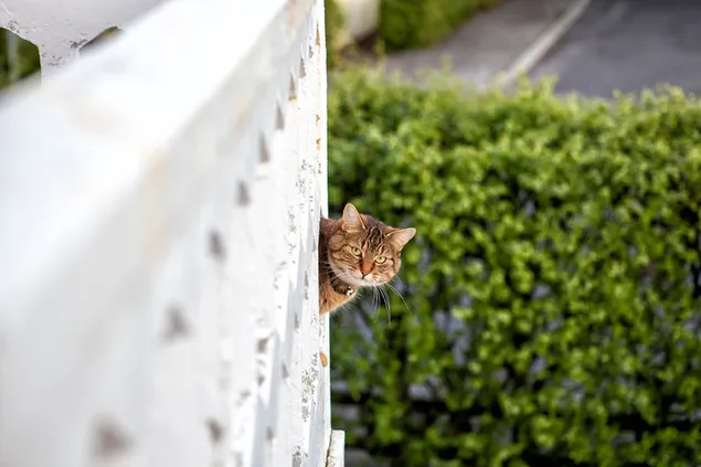 Lindo gato atigrado mirando desde las barandillas blancas del balcón del edificio en el jardín rodeado de piojos verdes