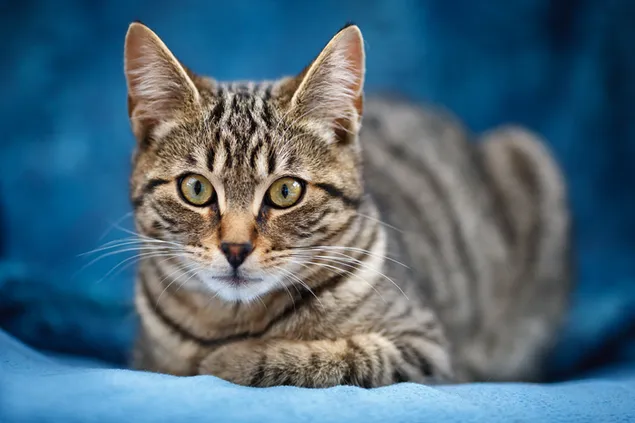 Lindo gato atigrado que parece confundido sentado en una manta de color azul