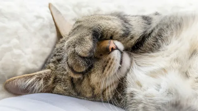 Lindo gato atigrado soñoliento acostado con su pata cubriendo su cara