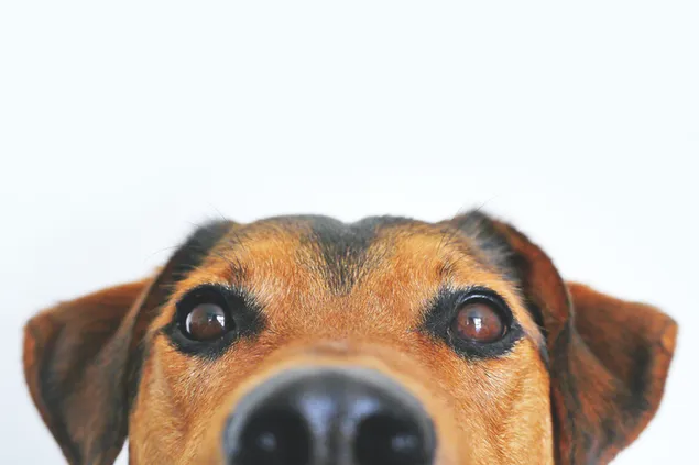 Lindo perro marrón selfie