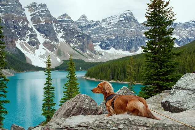 Lindo perro mascota con vistas a hermosas montañas