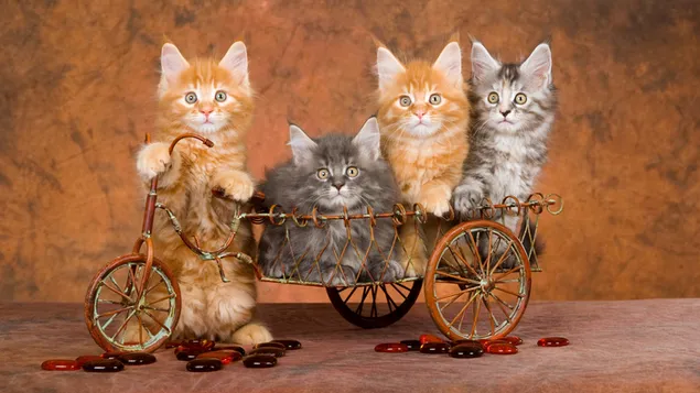 Lindos amigos gatos y bicicleta vintage