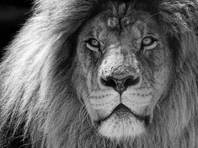 Lion - black and white