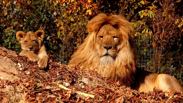 Lion Family download