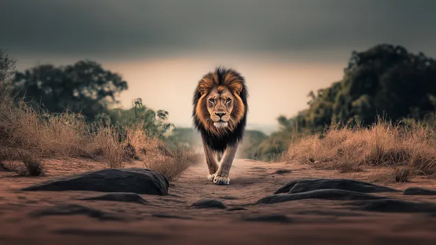 Lauva: džungļu karalis 2K fona tapete