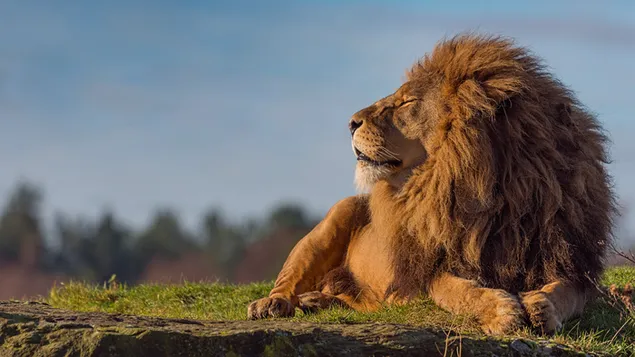 León: rey de la selva 4K fondo de pantalla