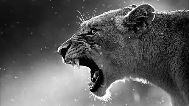 Singa dengan latar belakang hitam dan putih 4K wallpaper