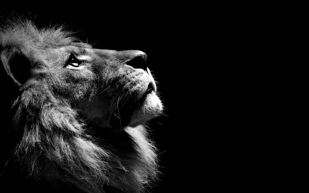 Löwenprofil in Schwarz und Weiß HD Hintergrundbild