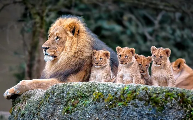 Löwe mit seinen Jungen HD Hintergrundbild