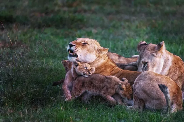 Löwinnen spielen mit Löwenbabys 4K Hintergrundbild