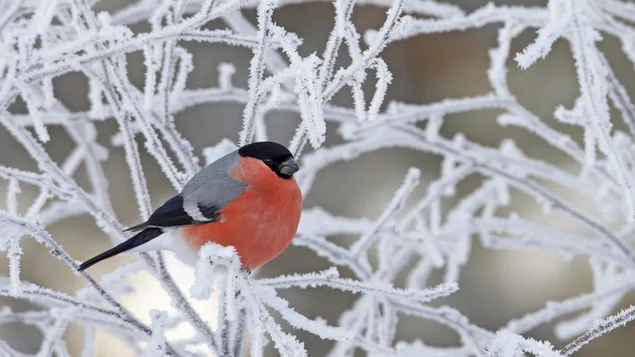 Burung kecil di dahan yang tertutup salju HD wallpaper