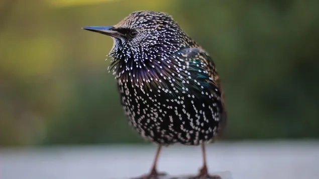 Burung kecil dengan bulu warna-warni