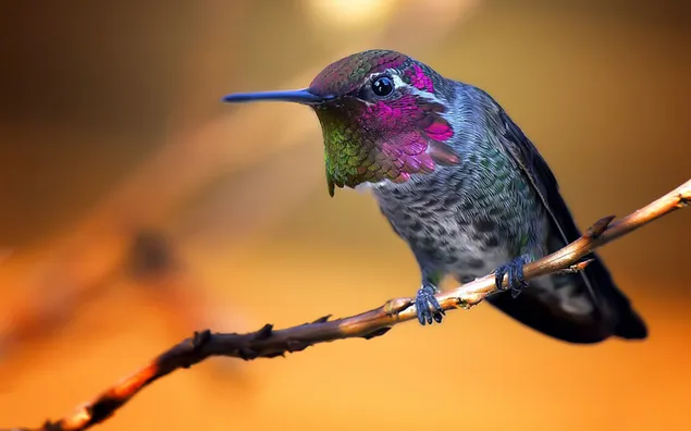 Taustakuva Pieni söpö lintu kuivalla oksalla 2K