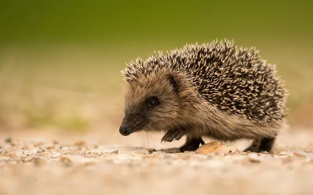 Kleiner süßer Igel, der auf dem Boden läuft herunterladen