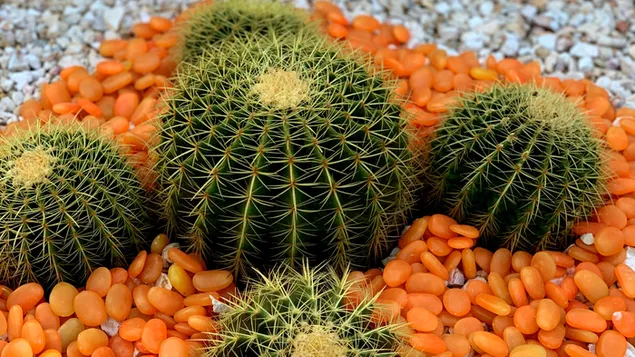 Kleiner Wüstenbaum, Kaktuspflanze 4K Hintergrundbild
