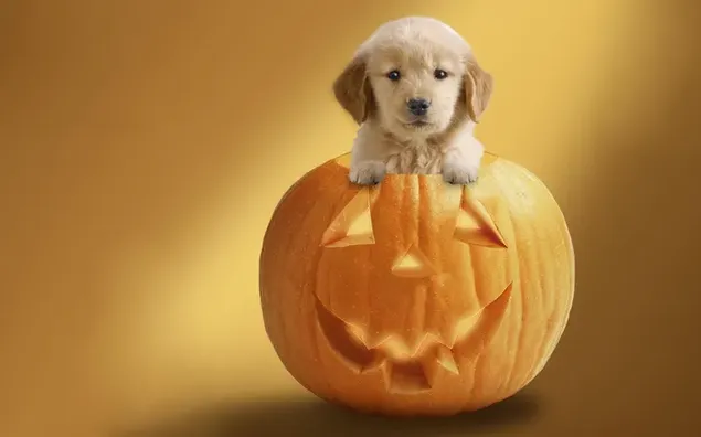 Kleine puppy in Halloween-pompoenkop